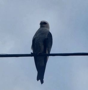 Meet your Posher, Twila